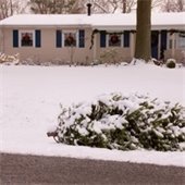 Christmas Tree Composting