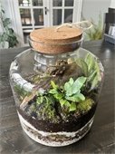 An enclosed terrarium in a jar with moss and plants