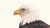 A bald eagle's profile