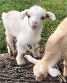 Baby goat
