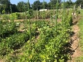 Plants at a community garden