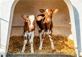 Two dairy calves standing in an agricultural structure with a hay floor