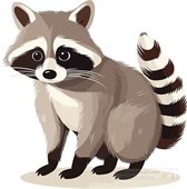 Racoon 