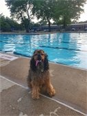 A small and happy dog posing in front of a pool