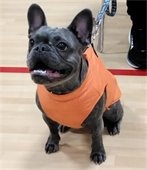 Train Your Dog And Watch Them Have Fun!