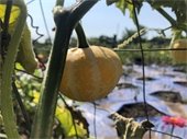 A closeup of a veggie in a garden plot