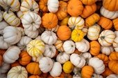 A pile of small pumpkins close up
