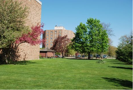 Large field of grass