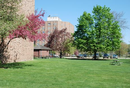 Picnic table near tree