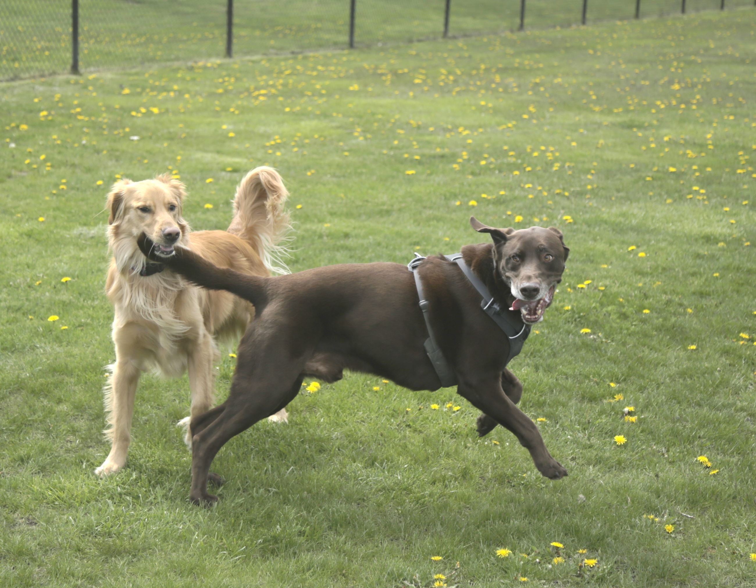 Two Dogs at 2023 Super Duper Dog Park Dedication